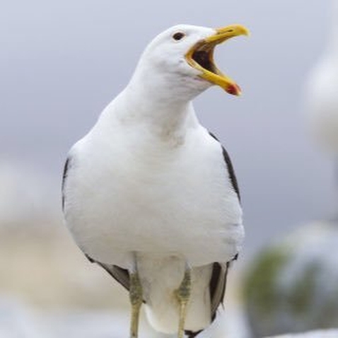 seagull sully