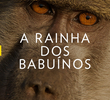 A Rainha dos Babuínos