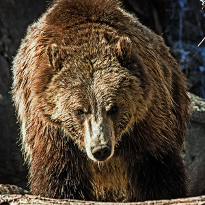 Foto de perfil de Ricardo Lonien