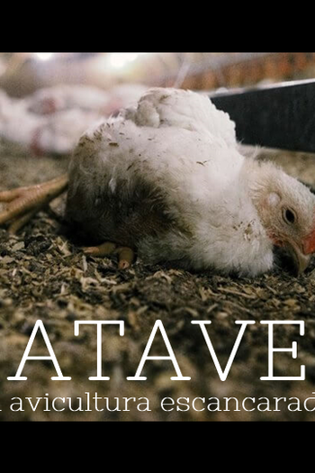 Poster de Curta Atave: A Avicultura Escancarada (2009)