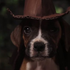Indiana Jones: “Os Caçadores da Arca Perdida” ganha versão com cachorrinhos e gatinhos