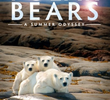 Ursos Polares: Uma Odisseia no Verão