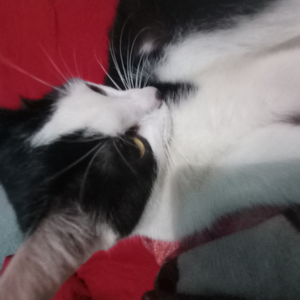 Foto de perfil de Ale Rodriguez