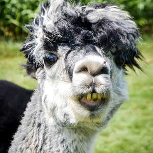 Foto de perfil de jenacaimbra