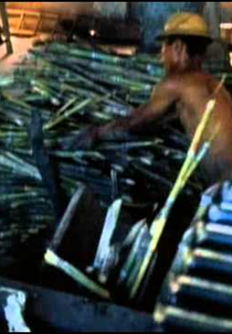 O Engenho (O Engenho)