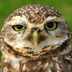 Foto de perfil de Vinicius Gomes