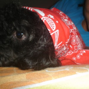Foto de perfil de Olivia do Vale