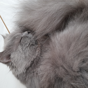 Foto de perfil de Angela