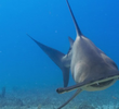 Hammerhead Highway