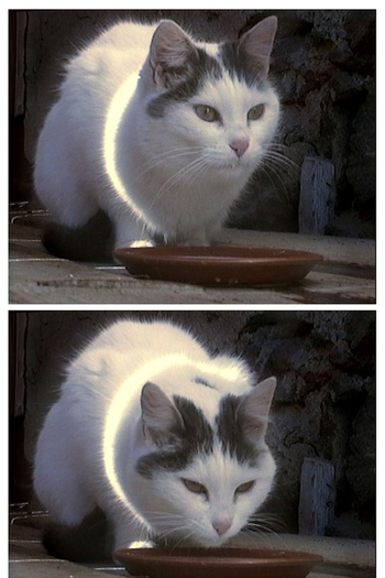 Poster de Curta Kitty (2001)