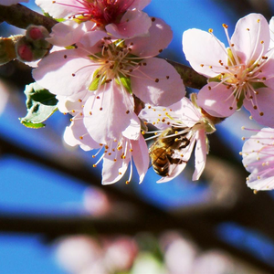 Foto de perfil de Adélia