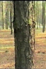 Dancing with trees (Taniec z drzewami)