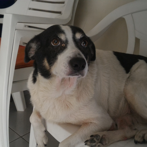 Foto de perfil de honoVitor