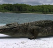 SuperCroc