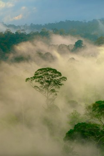 Poster de Episódio Borneo: Sacred Forest (2021)