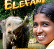Chandani – A Filha do Encantador de Elefantes