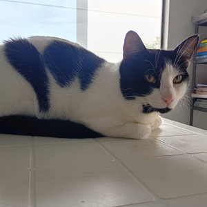 Foto de perfil de Wess