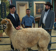 Alpaca-lypse Now