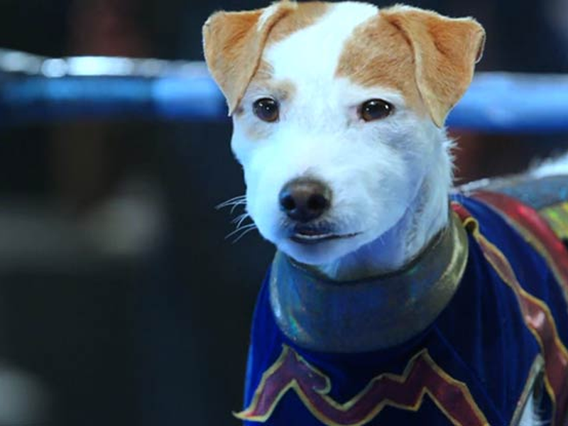 Foto 2 de Russel, O Cãopeão