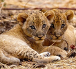 The Lions Fall