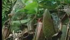 Poisonous Pitcher plant - The Private Life of Plants - David Attenborough - BBC wildlife