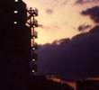 The Cat Night