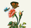 Les Papillons