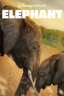 Elefante - Poster / Capa / Cartaz - Oficial 2