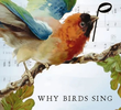 Por que os Pássaros Cantam?