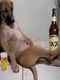 Drunk Dog