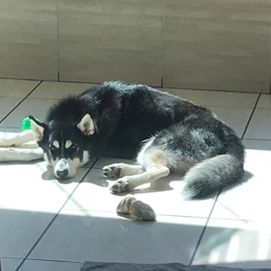 Foto de perfil de Cassio