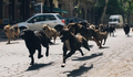 Filme com arrastão de cães vence mostra e é mais comentado em Cannes - Notícias - UOL Cinema