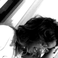Iane