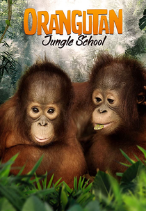 Escola de Orangotangos (Orangutan Jungle School)