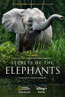 Segredos dos Elefantes - Poster / Capa / Cartaz - Oficial 1