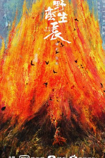  de Série Wild Bloom (2022)