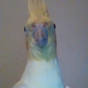 Foto de perfil de Bruno