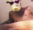 Tesão de Vaca