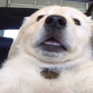 Foto de perfil de Guilhermo Sarmencto