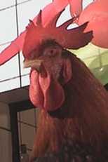 Sweet Karolynne (Sweet Karolynne)