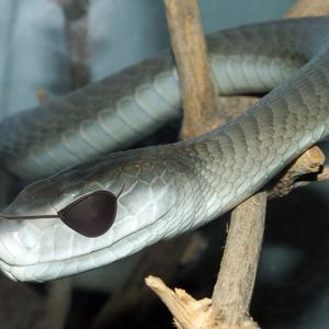 Foto de perfil de Mamba Negra