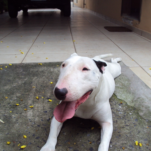 Foto de perfil de RONALDO GARCIA