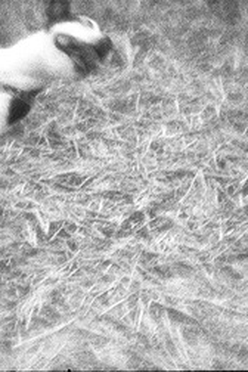  de Curta Ashes (2012)