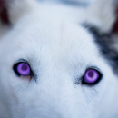 Purple Eyed Wolf