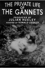 The Private Life of the Gannets (The Private Life of the Gannets)