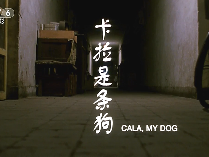 Foto 8 de Cala, My Dog!