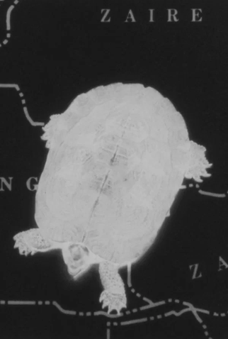 Poster 1 de Curta Turtle Dreams (1987)