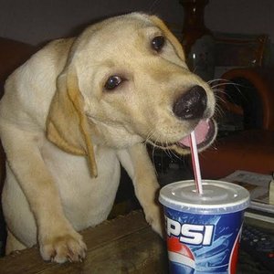 Foto de perfil de rettedort_