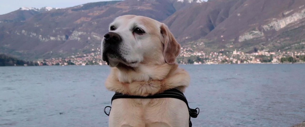 "Apenas Cães": Um das séries mais fofas da Netflix terá 2ª temporada