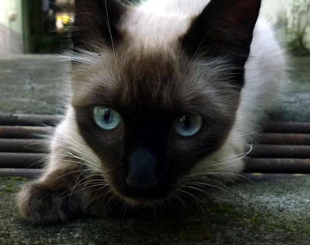 Luana - Foto 3